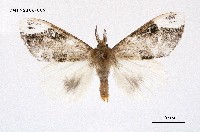 藏品(灰白毒蛾)的圖片